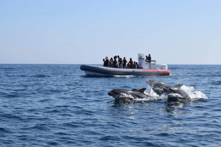 Party Algarve Dolphin watching